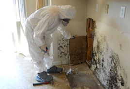 mold inspection san francisco